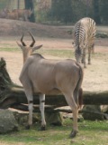 Onyx-Antilope