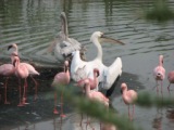Pelikan unter Flamingos